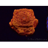 WYSIWYG - RAH Leptoseris 24k Gold 3J2