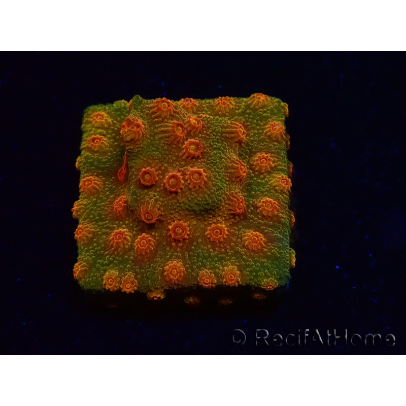WYSIWYG - Tyree Cyphastrea Red Brick 3N11