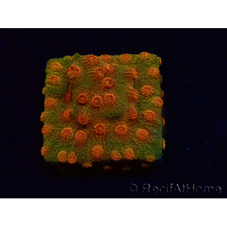 WYSIWYG - Tyree Cyphastrea Ladrillo Rojo 3N11