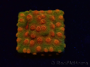 WYSIWYG - Tyree Cyphastrea Red Brick 3N11
