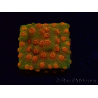 WYSIWYG - Tyree Cyphastrea Red Brick 3N11