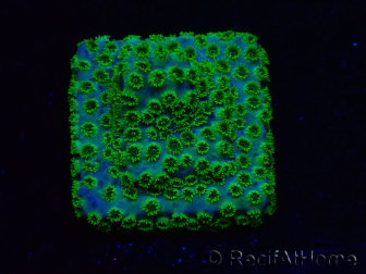 WYSIWYG - RAH Cyphastrea Minefiels 3O