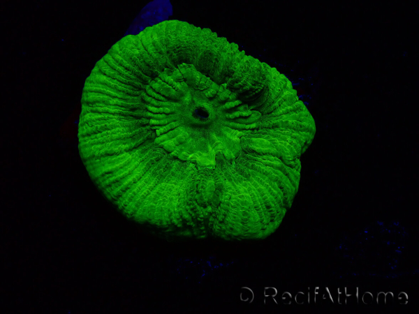 WYSIWYG - RAH Goniastrea Puffy Canary 3Q7