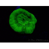WYSIWYG - RAH Goniastrea Puffy Canary 3Q7