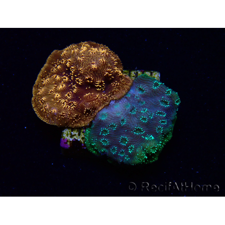 WYSIWYG - RAH Pavona maldivensis Duo Verde/Naranja 3C5