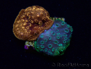 WYSIWYG - RAH Pavona maldivensis Duo Green/Orange 3C5