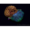 WYSIWYG - RAH Pavona maldivensis Duo Green/Orange 3C5