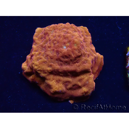 WYSIWYG - RAH Leptoseris 24k Gold 3J2