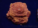 WYSIWYG - RAH Leptoseris 24k Gold 3J2