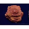 WYSIWYG - RAH Leptoseris 24k Gold 3J2