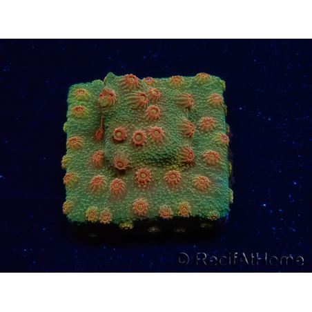 WYSIWYG - Tyree Cyphastrea Ladrillo Rojo 3N11