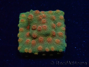 WYSIWYG - Tyree Cyphastrea Ladrillo Rojo 3N11