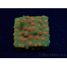 WYSIWYG - Tyree Cyphastrea Red Brick 3N11