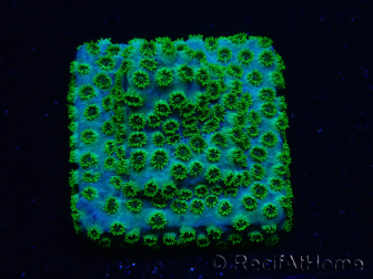 WYSIWYG - RAH Cyphastrea Minefiels 3O9