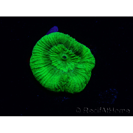 WYSIWYG - RAH Goniastrea Puffy Canary 3Q7