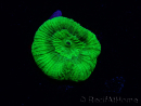 WYSIWYG - RAH Goniastrea Puffy Canary 3Q7