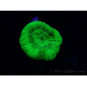 WYSIWYG - RAH Goniastrea Puffy Canary 3Q7