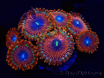 WYSIWYG - Zoanthus Happy People Eater 2I1