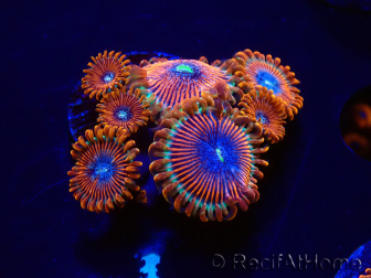 WYSIWYG - Zoanthus Happy People Eater 2I2