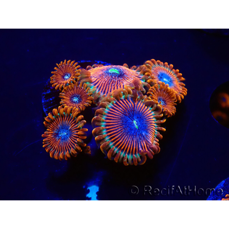 WYSIWYG - Zoanthus Happy People Eater 2I2
