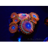 WYSIWYG - Zoanthus Happy People Eater 2I7