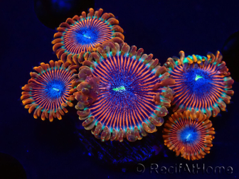 WYSIWYG - Zoanthus Happy People Eater 2I8