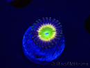 WYSIWYG - Zoanthus Tinkerbells 2P6