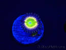 WYSIWYG - Zoanthus Tinkerbells 2P7