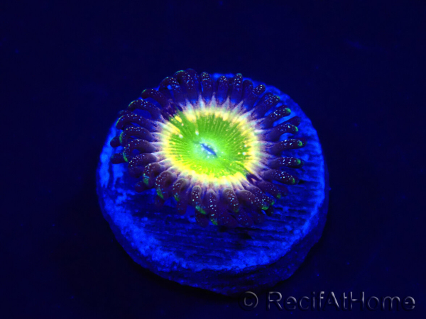 WYSIWYG - Zoanthus Tinkerbells 2P8