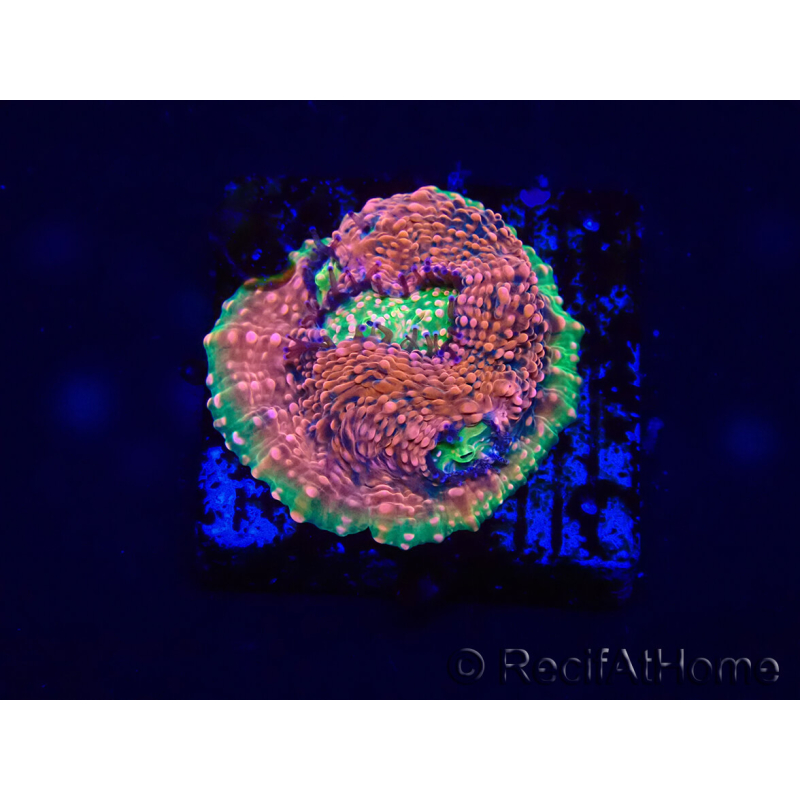 WYSIWYG - RAH Echinophyllia Watermelon 21A1