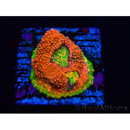 WYSIWYG - RAH Echinophyllia Watermelon 21A2
