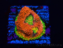 WYSIWYG - RAH Echinophyllia Watermelon 21A2