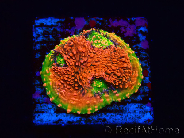 WYSIWYG - RAH Echinophyllia Watermelon 21A3