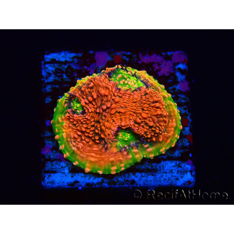WYSIWYG - RAH Echinophyllia Watermelon 21A3