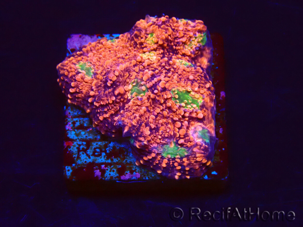 WYSIWYG - RAH Echinophyllia Marshmallow 21B2