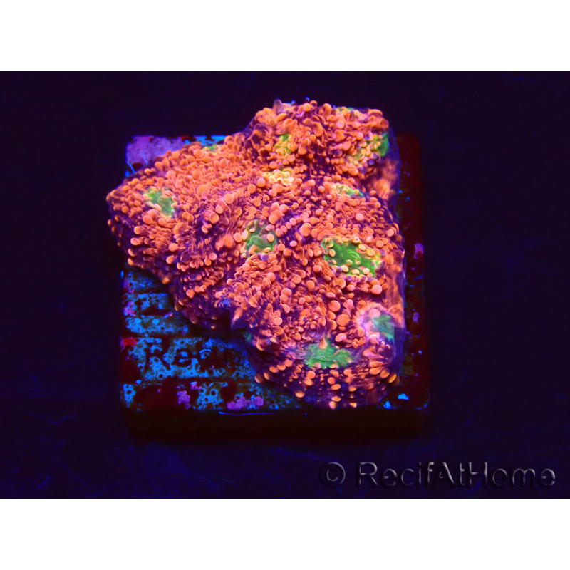 WYSIWYG - RAH Echinophyllia Marshmallow 21B2
