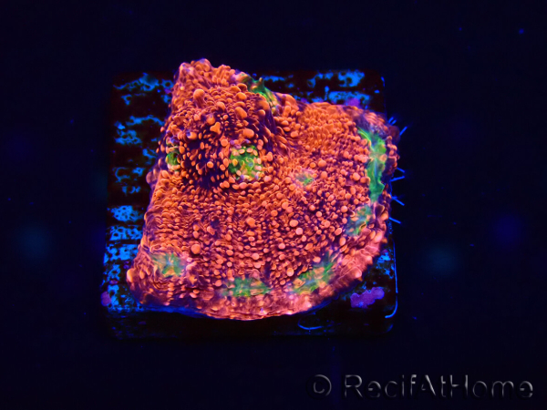 WYSIWYG - RAH Echinophyllia Marshmallow 21B3