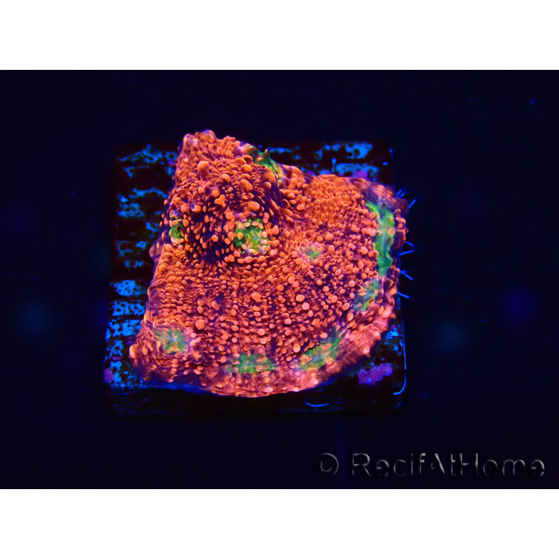 WYSIWYG - RAH Echinophyllia Marshmallow 21B3