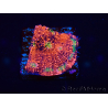 WYSIWYG - RAH Echinophyllia Marshmallow 21B3