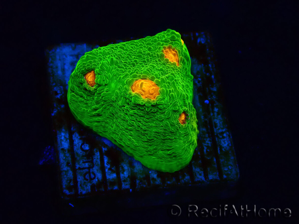 WYSIWYG - Echinophyllia 3G Mummy Eye 21B