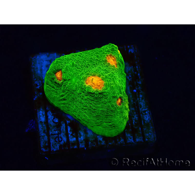 WYSIWYG - Echinophyllia 3G Mummy Eye 21B