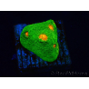 WYSIWYG - Echinophyllia 3G Mummy Eye 21B4