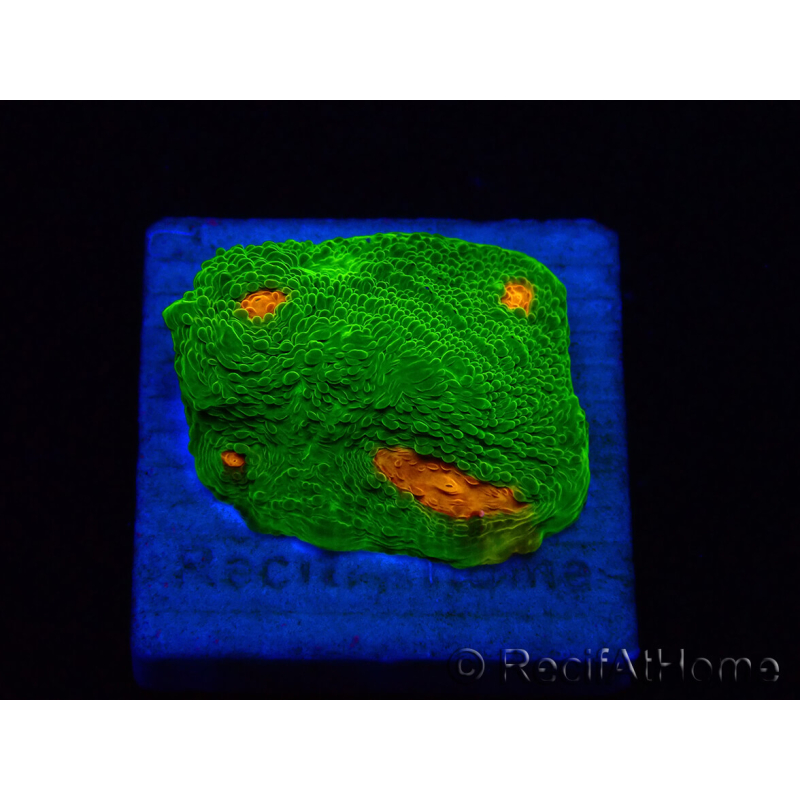 WYSIWYG - Echinophyllia 3G Mummy Eye 21B5