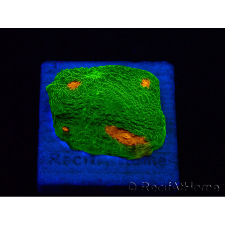 WYSIWYG - Echinophyllia 3G Mummy Eye 21B