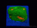 WYSIWYG - Echinophyllia 3G Mummy Eye 21B5