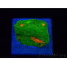 WYSIWYG - Echinophyllia 3G Mummy Eye 21B5