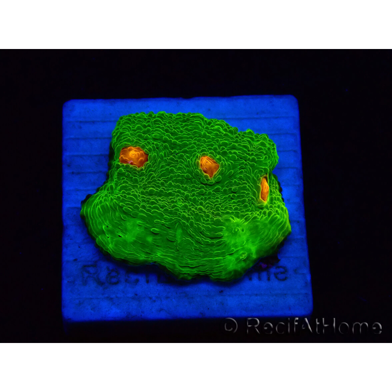 WYSIWYG - Echinophyllia 3G Mummy Eye 21B6