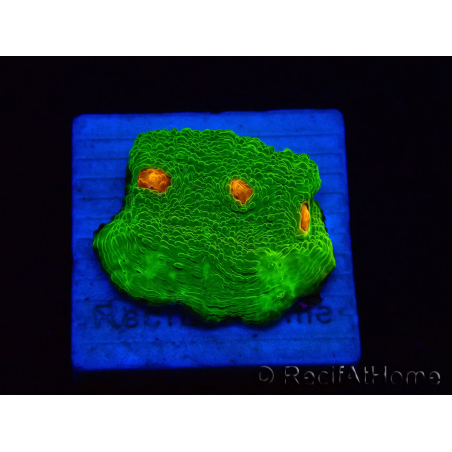 WYSIWYG - Echinophyllia 3G Mummy Eye 21B