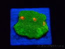 WYSIWYG - Echinophyllia 3G Mummy Eye 21B