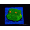 WYSIWYG - Echinophyllia 3G Mummy Eye 21B6